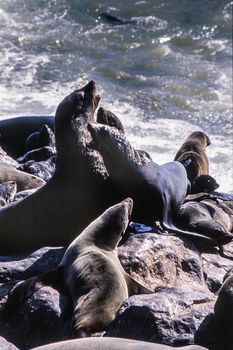 cape fur seal (arctocephalus pusillus) cape cross, namibia, africa