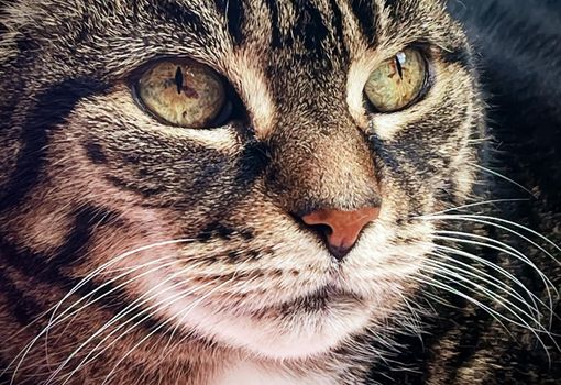 Beautiful female tabby cat at home, adorable domestic pet portrait, close-up