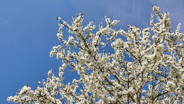 Tree branches, plum blossoms against the blue sky. White flowers in bright weather