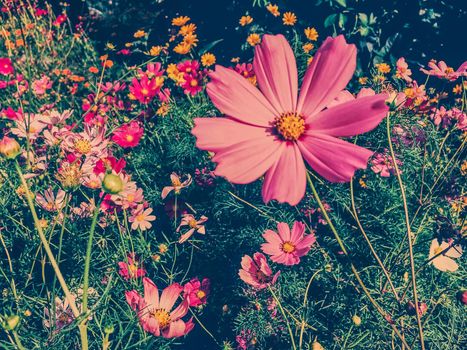 Springtime, beauty in nature and gardening concept - Daisy flowers in sunny garden