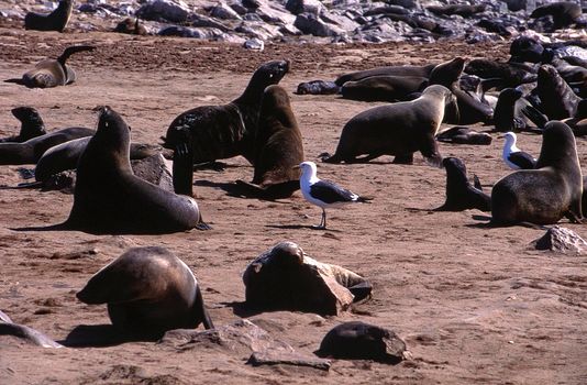 cape fur seal (arctocephalus pusillus) cape cross, namibia, africa