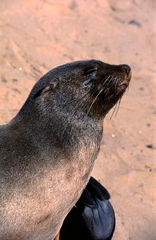 cape fur seal (arctocephalus pusillus) cape cross, namibia, africa