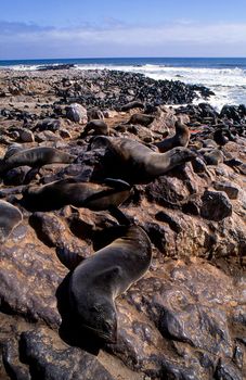 cape fur seal (arctocephalus pusillus) cape cross, namibia, africa