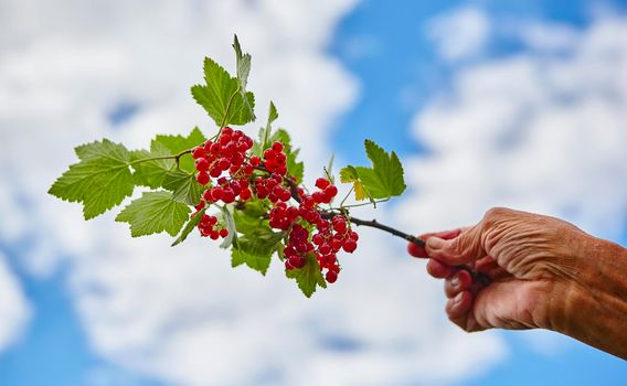 A branch of red currant berries in the hand of an elderly woman. Branch against the background of the sky with clouds.