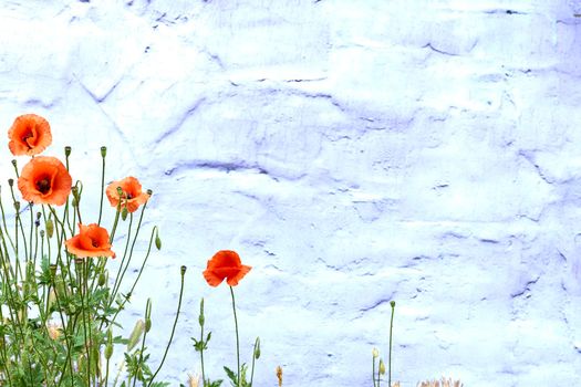 a herbaceous plant with showy flowers, milky sap, and rounded seed capsules. Many poppies contain alkaloids and are a source of drugs as morphine .Red tender scarlet poppies on a snowy white cloudy