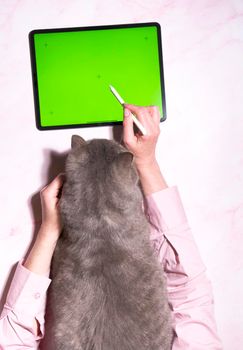 A gray cat sits on a pink marble table next to a tablet, top view, a pet orders food delivery at home, woman's hands are holding a cat