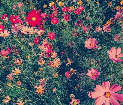 Springtime, beauty in nature and gardening concept - Daisy flowers in sunny garden