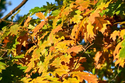 Autumn is one of the four temperate seasons. Outside the tropics, autumn marks the transition from summer to winter. Red gold yellow autumn oak leaf on a warm sunny day.