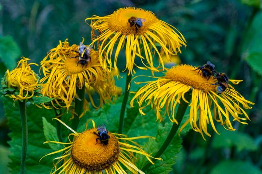 bumblebee collecting nectar from a beautiful flower. High quality photo