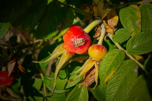 Adult Stink Bug of the Tribe Carpocorini on rosehip fruits. High quality photo