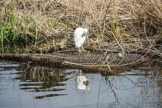 heron. Shooting Location: Tokyo metropolitan area