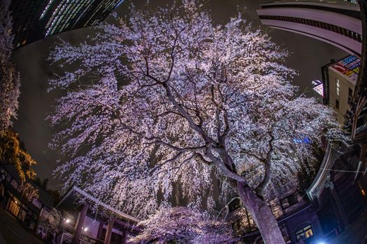 Shinjukus skyscrapers and lighted up cherry blossoms. Shooting Location: Tokyo metropolitan area