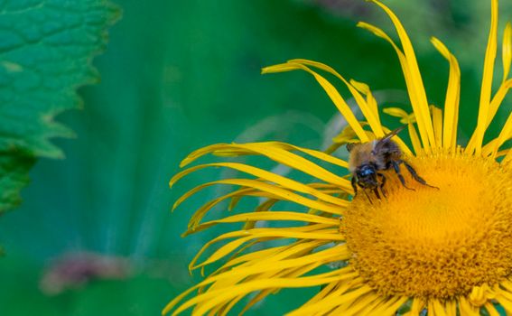 bumblebee collecting nectar from a beautiful flower. High quality photo