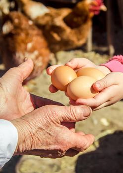 Chicken domestic eggs in hands. Selective focus.