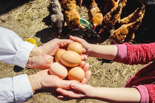 Chicken domestic eggs in hands. Selective focus.