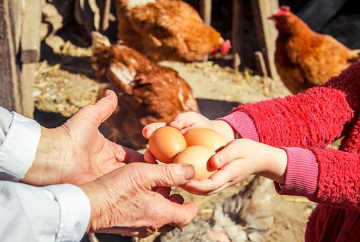 Chicken domestic eggs in hands. Selective focus.