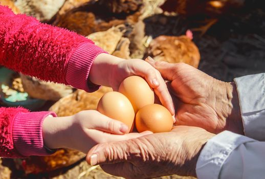 Chicken domestic eggs in hands. Selective focus.