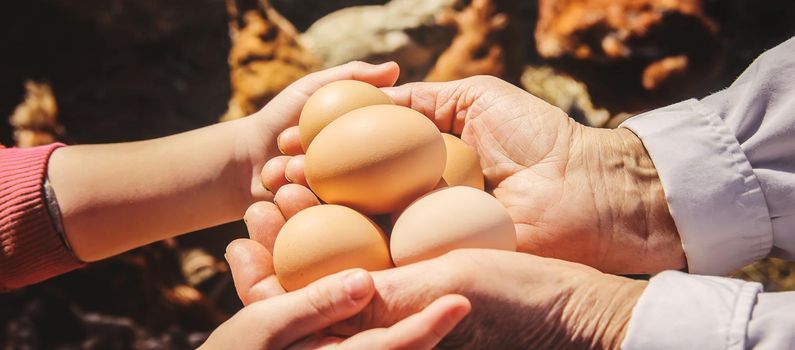 Chicken domestic eggs in hands. Selective focus. farm