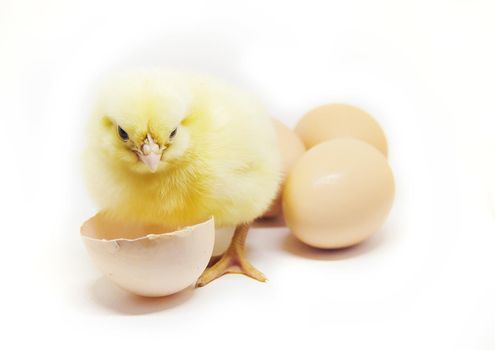 Chicken little in the children's hands. Selective focus.