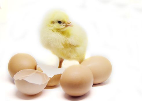 Chicken little in the children's hands. Selective focus.