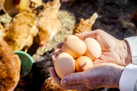 Chicken domestic eggs in hands. Selective focus. farm