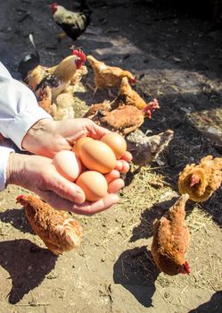 Chicken domestic eggs in hands. Selective focus.