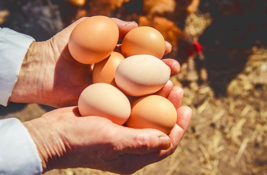 Chicken domestic eggs in hands. Selective focus.