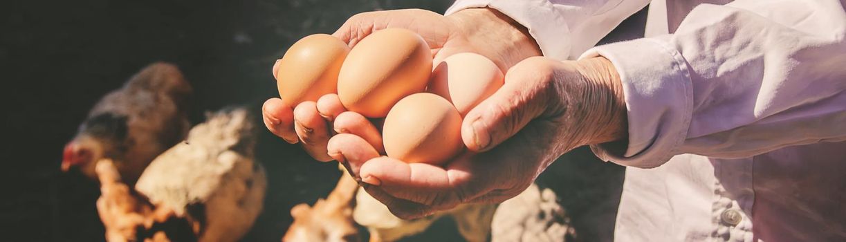 Chicken domestic eggs in hands. Selective focus. farm