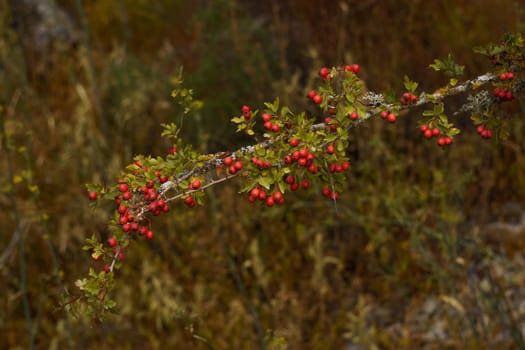 fruit of hawthorn, hawthorn tree, Crataegus monogyna; with out-of-focus background