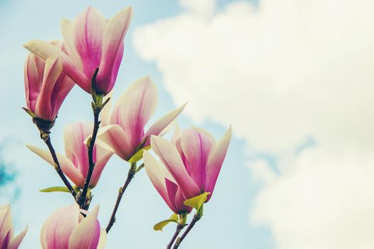 background of blooming magnolias. Flowers. Selective focus.