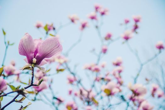 background of blooming magnolias. Flowers. Selective focus nature