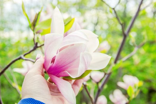 background of blooming magnolias. Flowers. Selective focus nature