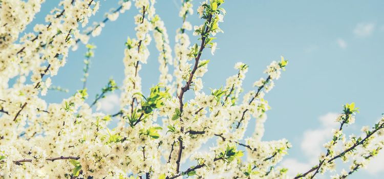 Spring flowering trees. Blooming garden. Selective focus nature