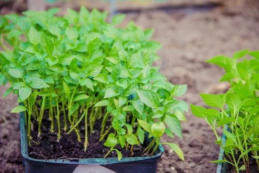 Seedlings of pepper in pots on the windowsill. Selective focus.