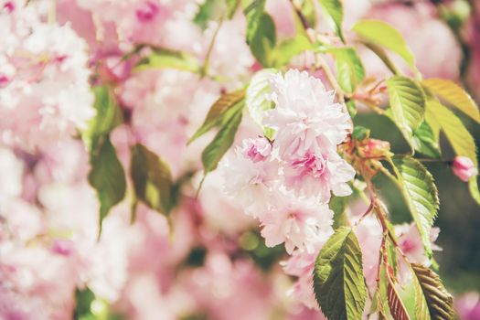 Flowering sakura in the botanical garden. selective focus. nature.