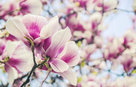 background of blooming magnolias. Flowers. Selective focus nature