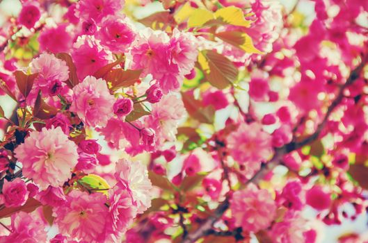 Flowering sakura in the botanical garden. selective focus.