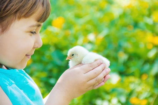 The child holds a chicken in his hands. Selective focus. nature.