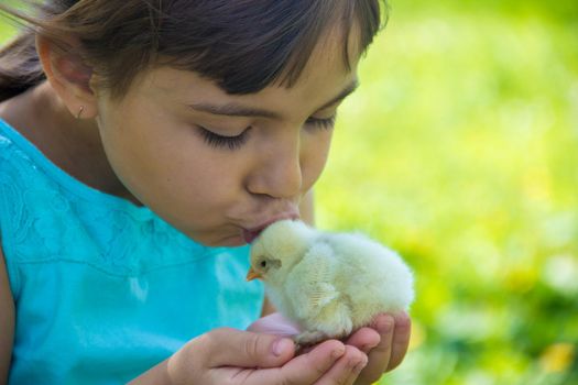 The child holds a chicken in his hands. Selective focus. nature.