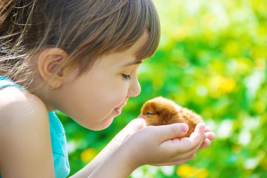 The child holds a chicken in his hands. Selective focus. nature.