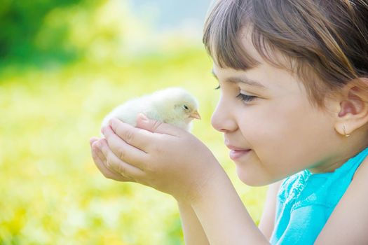 The child holds a chicken in his hands. Selective focus. nature.