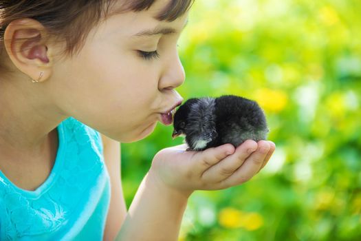 The child holds a chicken in his hands. Selective focus. nature.