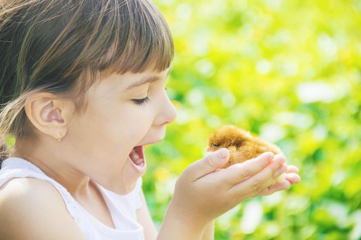 The child holds a chicken in his hands. Selective focus. nature.