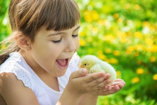 The child holds a chicken in his hands. Selective focus. nature.