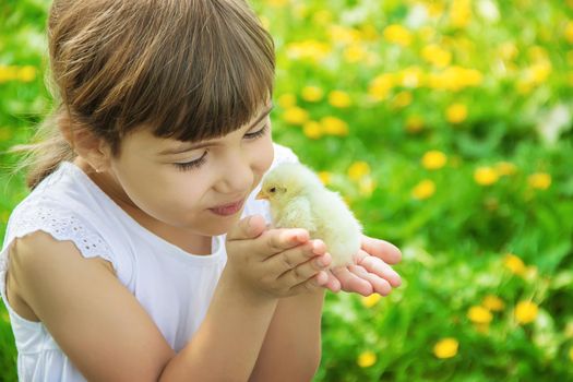 The child holds a chicken in his hands. Selective focus. nature.