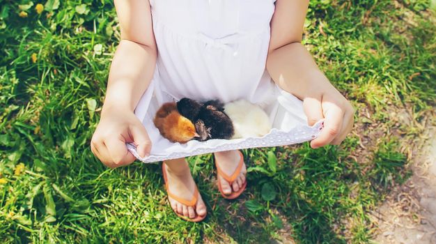 The child holds a chicken in his hands. Selective focus. nature.