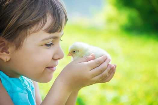 The child holds a chicken in his hands. Selective focus. nature.