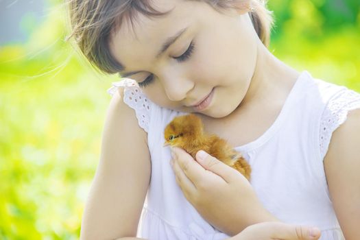 The child holds a chicken in his hands. Selective focus. nature.