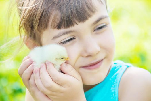 The child holds a chicken in his hands. Selective focus. nature.