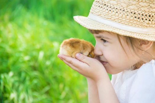 The child holds a chicken in his hands. Selective focus. nature.